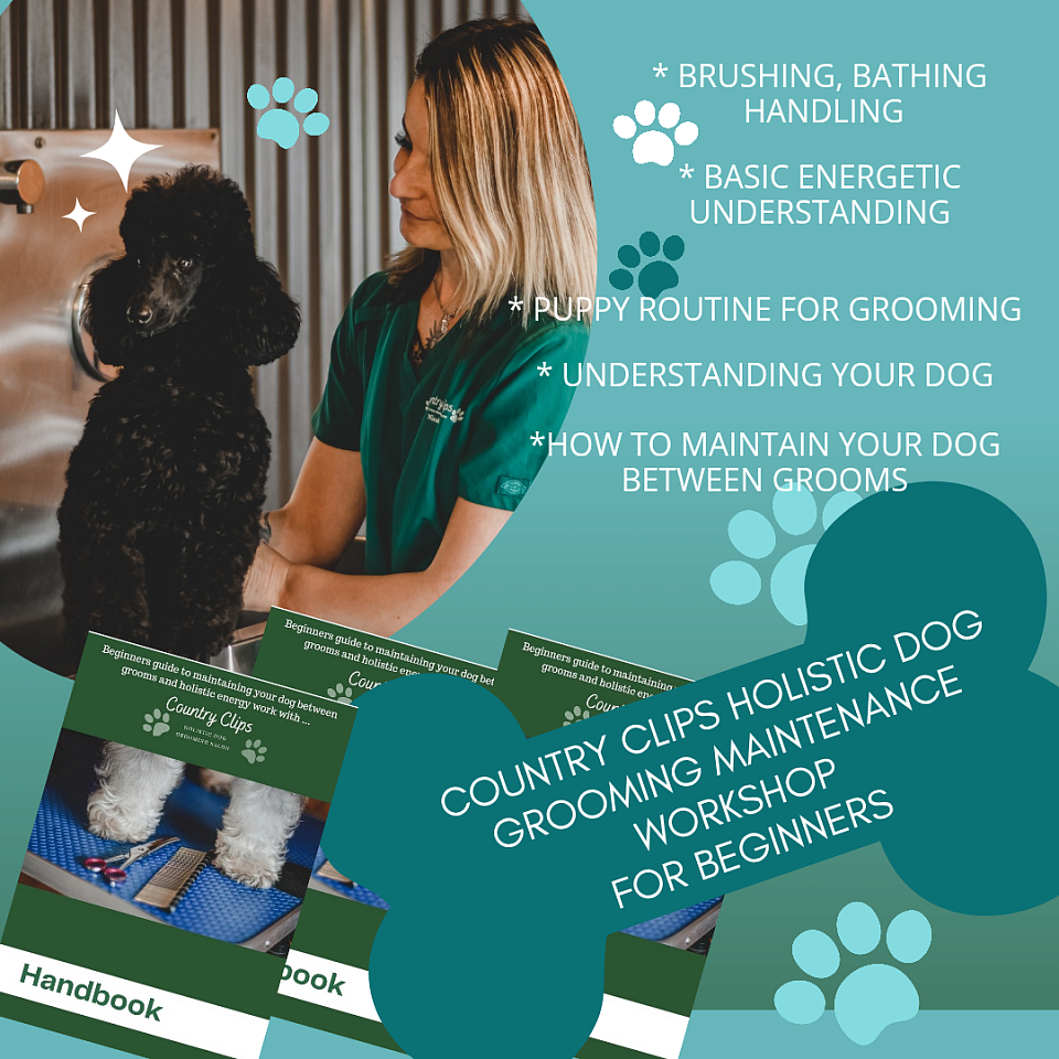 Dog grooming workshop for beginners